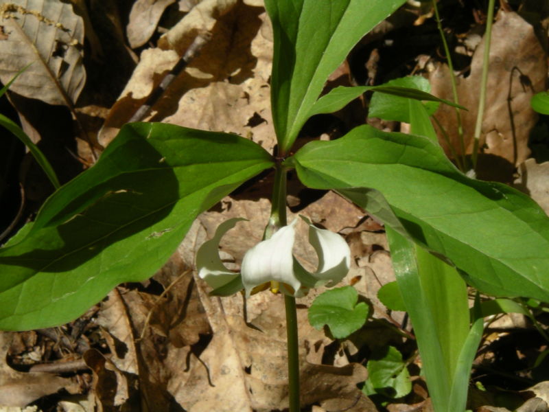 Trillium catesbaei